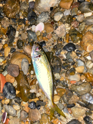 アタリはあるけど