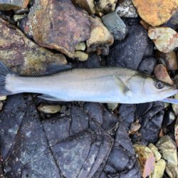 久しぶりにつれた！