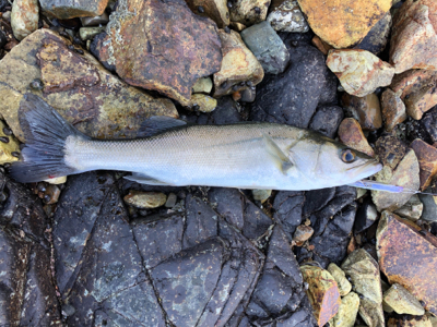 久しぶりにつれた！