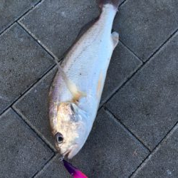 強風。。鯖渋くグチ。