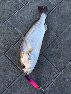 強風。。鯖渋くグチ。