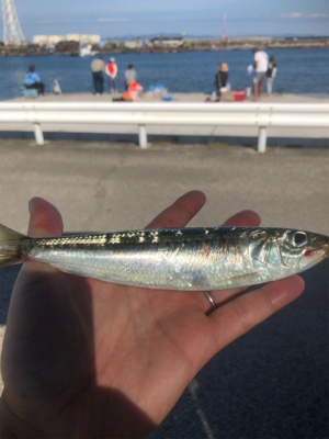 マイワシ、ウルメイワシが乱舞。まさに入れ食…