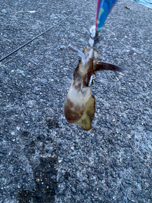 アオリイカ狙い