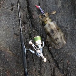 イカさんスクスク成長中