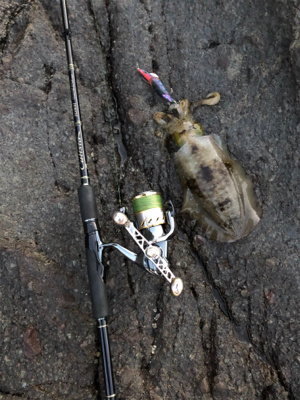 イカさんスクスク成長中