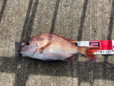 マダイシーズンin、でも名人には勝てない