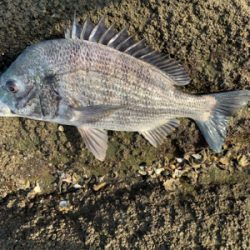 昼間の満潮から下げは難しい