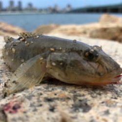 10年ぶりのハゼ釣り