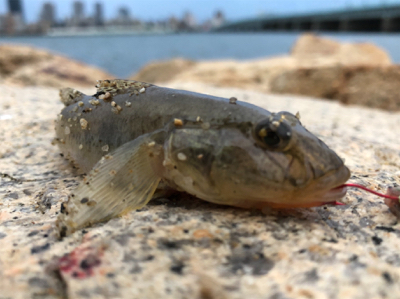 10年ぶりのハゼ釣り