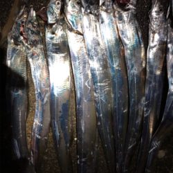 太刀魚好調！小さいけど…。