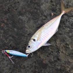 青物シーズン到来