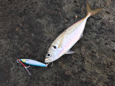 青物シーズン到来