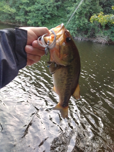 旅先フィッシュ