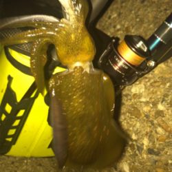 厳しいエギング(><)