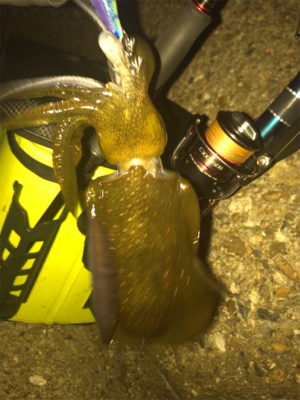 厳しいエギング(＞＜)