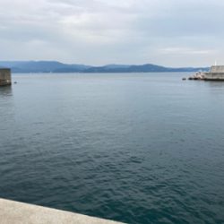 今年初タチウオ