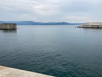 今年初タチウオ