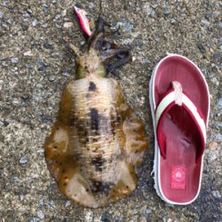 サイズのいい根魚かと思うアタリから