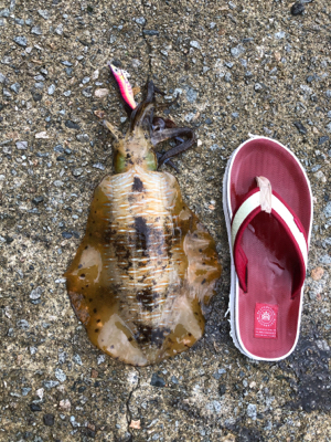 サイズのいい根魚かと思うアタリから