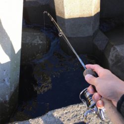 イソメ消化に穴釣り