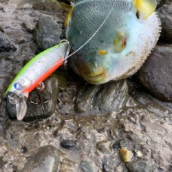 シーバス調査釣行