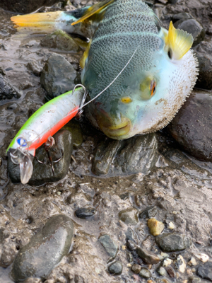 シーバス調査釣行