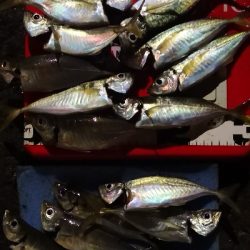 アジング練習 192