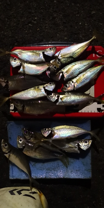 アジング練習 192