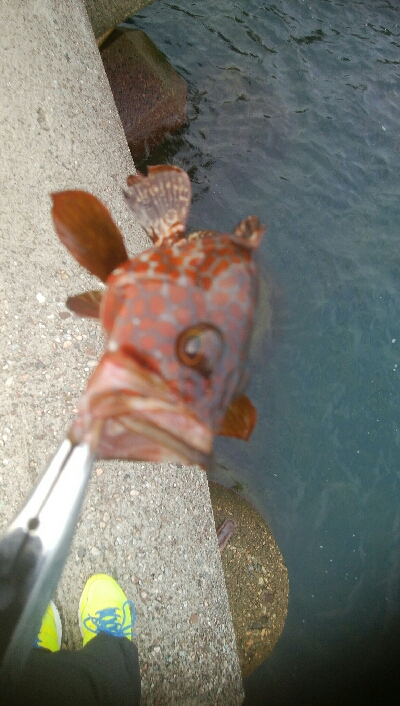 障泥烏賊2杯、キジハタ2匹、アナハゼ1匹、…