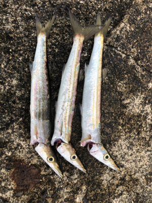 カマスボチボチ釣れた