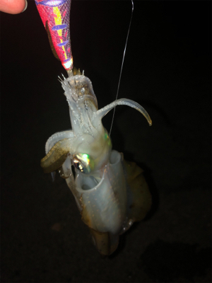 だっちゃんいた