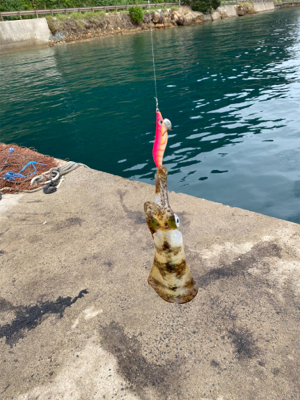 エギングその4