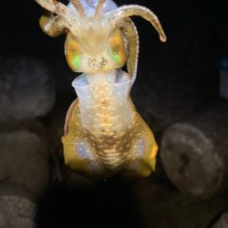 ちょっと大っきくなってきた