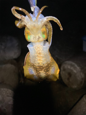 ちょっと大っきくなってきた