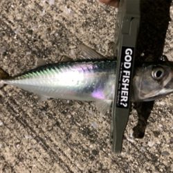 アジもタチウオも何処へ行った？