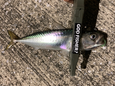 アジもタチウオも何処へ行った？