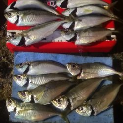 アジング練習 193