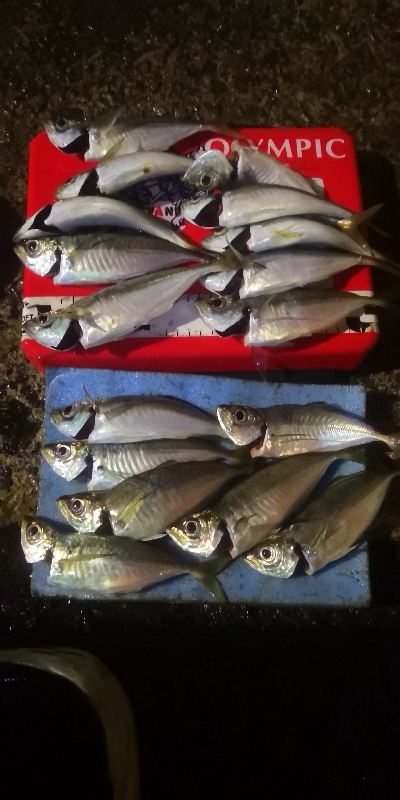 アジング練習 193