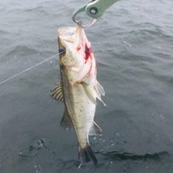 コスモスクエア釣果