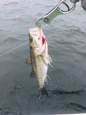 コスモスクエア釣果