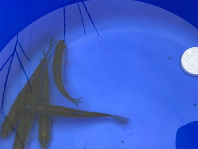 モツゴ　サビキで