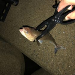 ライトショアジギング