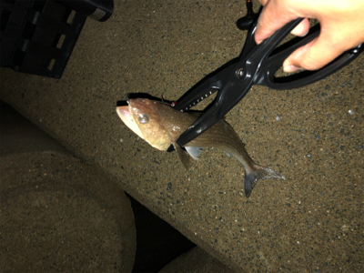 ライトショアジギング