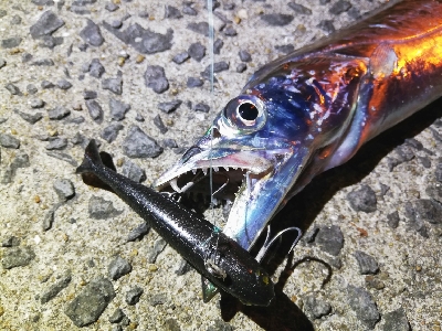 ～タチウオがいつまで釣れるかを予想する会～…