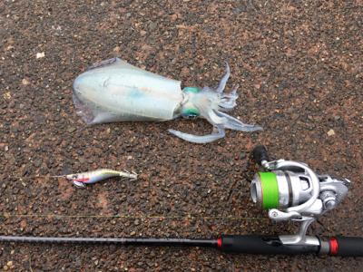 初アオリイカ‼︎