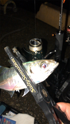 アジングナイト