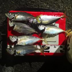 アジング練習 194