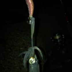 やっとアオリ１杯σ(^_^;)