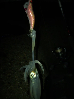 やっとアオリ１杯σ(^_^;)