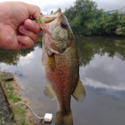 秋のバイブレーション